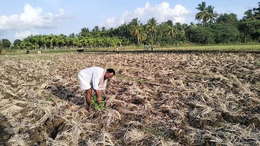 सूखे में फसल बचाने की जद्दोजहद Farmer paddy field in Harihar taluk of Davangere district