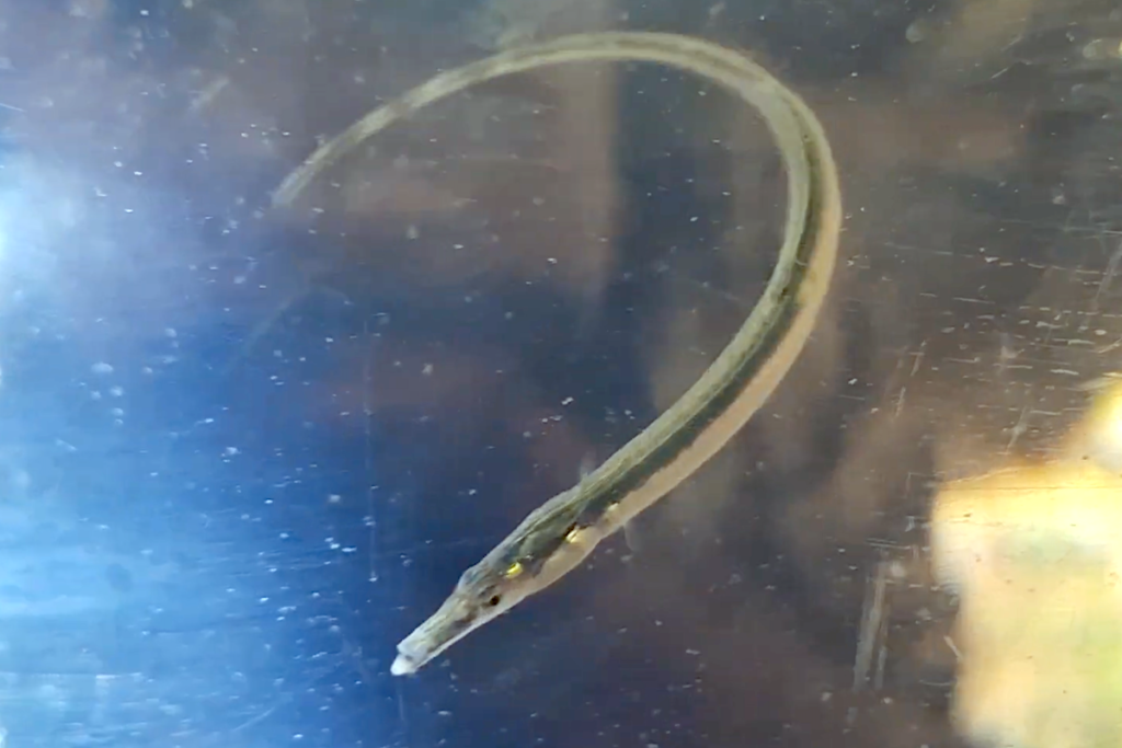 Spinach-Pipefish_SHOAL