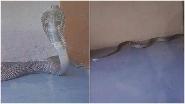 क्लासरूम में घुसा कोबरा, डर से चीख पड़े छात्र Cobra Enters Classroom Students Scream in Fear