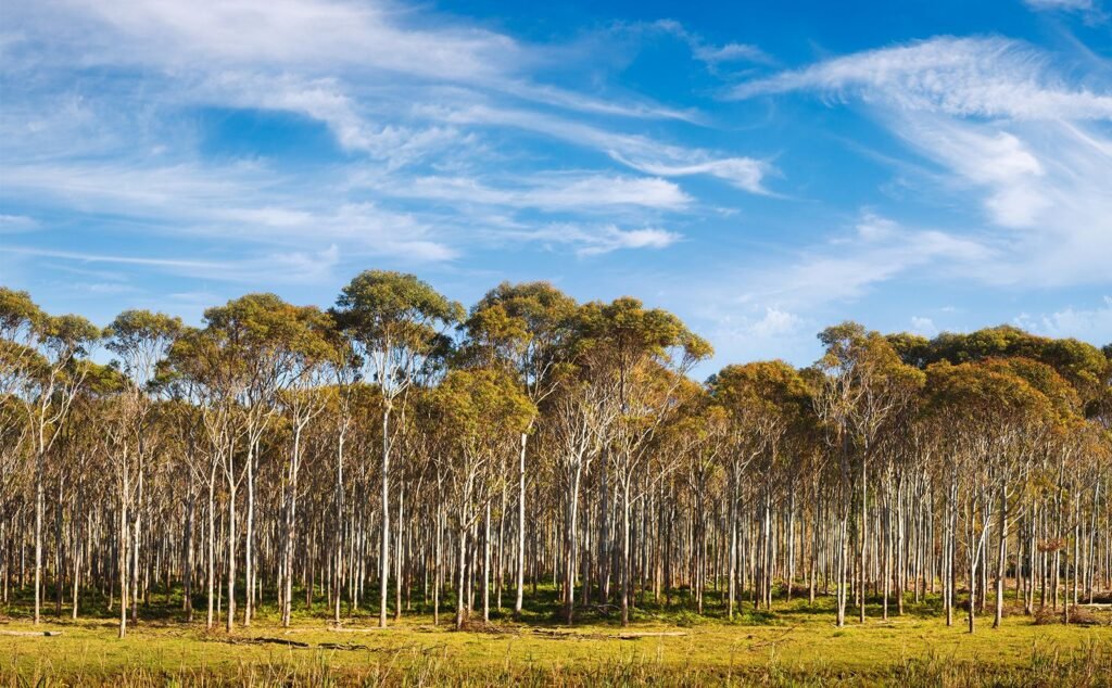 दुनिया में बढ़ा यूकेलिप्टस का पर्यावरणीय खतरा, भूजल पर गंभीर असर Eucalyptus trees plantation