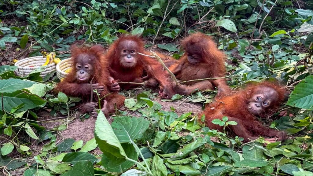 Odisha Forest Officials Rescue 5 Smuggles boby orangutans in Balasore