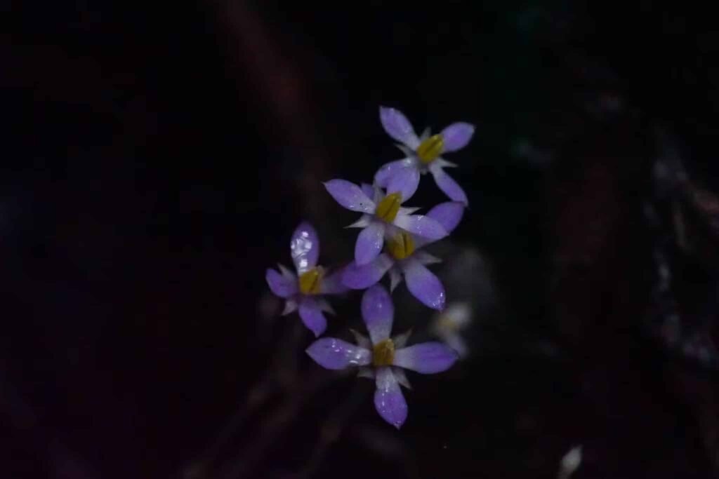 130 साल बाद फिर खिला ‘खोया हुआ’ फूल, वैज्ञानिकों में जगी उम्मीद The rare and endemic Exacum loheri from Masungi Georeserve