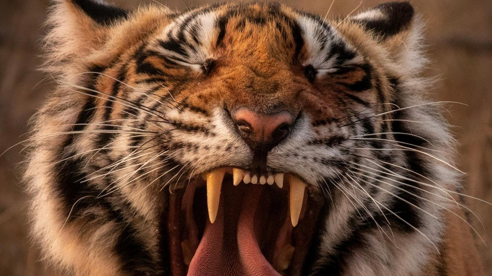 बार-बार पशुओं पर हमलों से गढ़चिरौली के गांवों में आदमखोर बाघ का खौफ Tiger Sightings and Livestock Attacks Raise Concerns in Maharashtra Villages