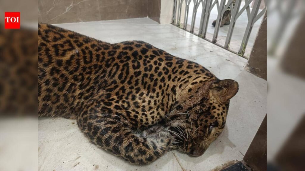 घायल तेंदुए ने वनकर्मियों पर किया हमला, रेस्क्यू के दौरान मची अफरा-तफरी thetimes of india